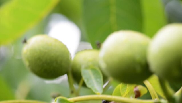 The common walnut in growth. A walnut is the nut of any tree of the genus Juglans (Family Juglandaceae), particularly the Persian or English walnut, Juglans regia.
