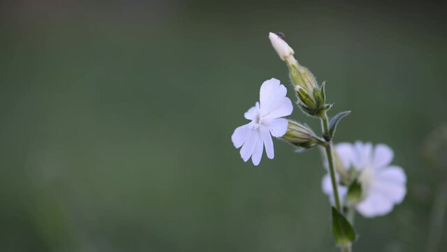 Silene latifolia alba (Melandrium album), the white campion is a dioecious flowering plant in the family Caryophyllaceae, native to most of Europe, Western Asia and Northern Africa.