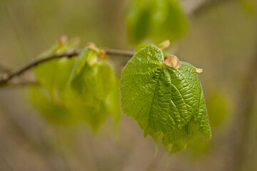 Fresh green lime leaves in springtime, selective focus with bokeh background - Tilia 