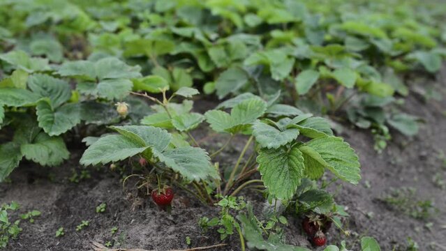 Garden strawberry (simply strawberry, Fragaria ananassa) is a widely grown hybrid species of the genus Fragaria, collectively known as the strawberries, which are cultivated worldwide for their fruit.