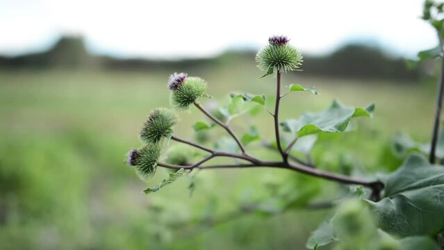 Arctium lappa, called greater edible burdock, gobo, beggar's buttons, thorny burr, or happy major is Eurasian species of plants in Aster family, cultivated in gardens for its root used as vegetable.