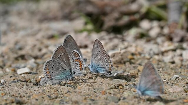 A group of butterflies with beautiful patterns on their wings. Butterflies play with each other. Mating season in the wild.