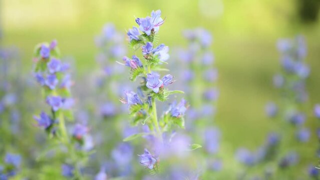 Echium vulgare — known as viper's bugloss and blueweed — is species of flowering plant in borage family Boraginaceae. It is toxic to horses through accumulation of pyrrolizidine alkaloids in liver.