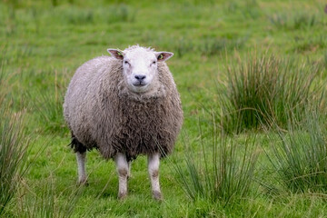 Selective focus of a young sheep standing and nibbling grass on green meadow, Ovis aries are quadrupedal ruminant mammals typically kept as livestock, Lamb on the field in countryside of Netherlands. - obrazy, fototapety, plakaty
