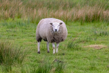 Selective focus of a young sheep standing and nibbling grass on green meadow, Ovis aries are quadrupedal ruminant mammals typically kept as livestock, Lamb on the field in countryside of Netherlands.