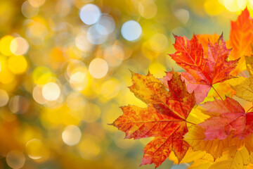 Fototapeta premium Autumn Splendor: Vibrant Maple Leaves Against Blurred Golden Bokeh Background