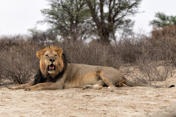 Kalahari Desert. This dominant male lion (Panthera leo) was protecting his prey inKalahari Desert. in the Kgalagadi Transfrontier Park in South Africa. - obrazy, fototapety, plakaty