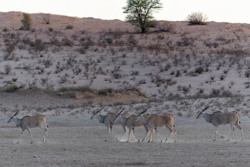 The common eland, also known as the southern eland or eland antelope (Taurotragus oryx) walking to a waterhole in the Kgalagadi Transfrontier Park in South Africa.