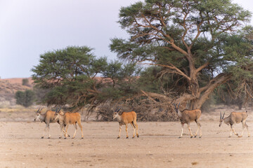 The common eland, also known as the southern eland or eland antelope (Taurotragus oryx) walking to a waterhole in the Kgalagadi Transfrontier Park in South Africa.