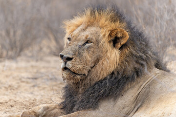 Kalahari Desert. This dominant male lion (Panthera leo) was protecting his prey inKalahari Desert. in the Kgalagadi Transfrontier Park in South Africa.