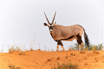 Oryx, African oryx, or gemsbok (Oryx gazella) searching for water and food in the dry red dunes of the Kgalagadi Transfrontier Park in South Africa - obrazy, fototapety, plakaty