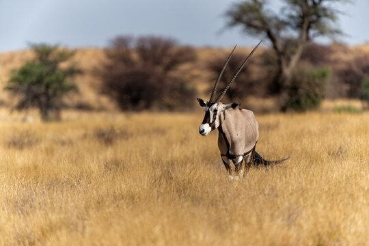 Oryx, African oryx, or gemsbok (Oryx gazella) searching for water and food in the dry red dunes of the Kgalagadi Transfrontier Park in South Africa