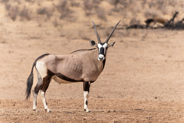 Oryx, African oryx, or gemsbok (Oryx gazella) searching for water and food in the dry red dunes of the Kgalagadi Transfrontier Park in South Africa