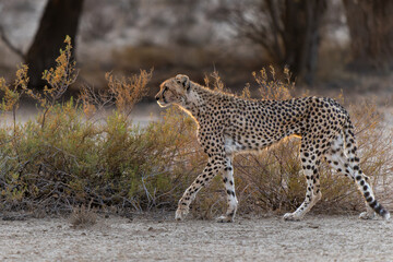 Cheetah (Acinonyx jubatus) female walking in the first light of the day in the red dunes of the...