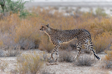 Cheetah (Acinonyx jubatus) female walking in the first light of the day in the red dunes of the Kgalagadi Transfrontier Park in South Africa