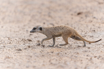 Meerkat (Suricata suricatta), also known as suricate, searching for food in the Kalahari in the Kgalagadi Transfrontier Park in South Africa