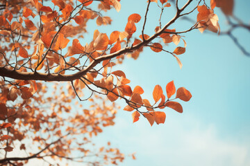 Autumn Leaves against a Blue Sky