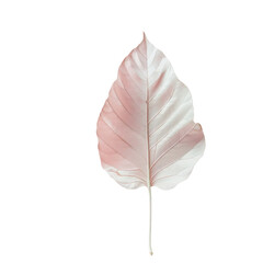 a pink and white leaf on a transparent background