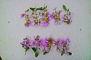 flowers on the wall