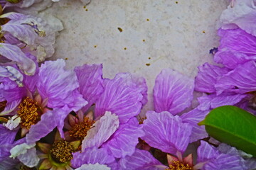 purple flowers frame 