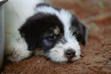 Black white puppy lying on the ground in summer season, Thailand