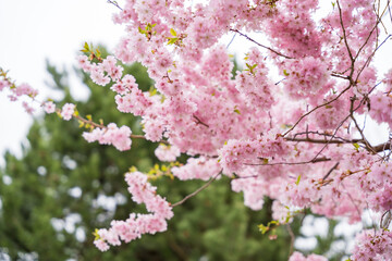 Sakura background with pink flowers in spring time in Prague in April