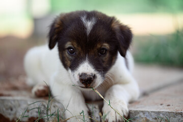 Brown white puppy eating grass and looking at camera, Cute pet