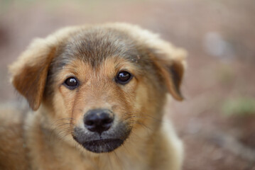 Brown puppy looking at camera, Cute pet, Thai dog
