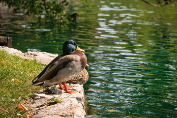 Ducks at a lake