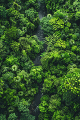 Aerial View of Lush Green Rainforest with Waterfall