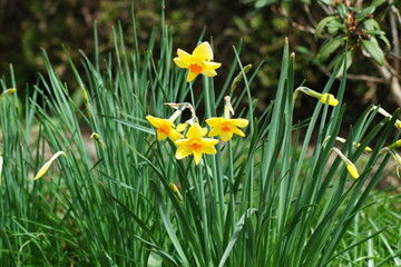 yellow flowers of the narcissus, daffodil, narcissus in spring at easter