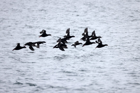 Asiatic white-winged scoter or velvet scoter (Melanitta fusca srejnegeri), also called a velvet duck, is a large sea duck. This photo was taken in Japan.