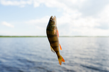 A trophy of summer fishing. A small fish sees on a fishing line against the background of a lake