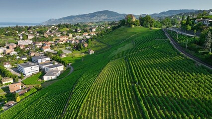 Lavaux wine region with many wineries and vineyards. Aerial view of vineyards on shores Geneva Lake in Switzerland  - 780558493