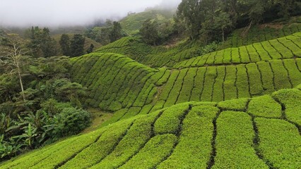 Obraz premium Aerial shot of tea plantations in Cameron Highlands, Malaysia. Flying over tea bushes on the hills on foggy morning