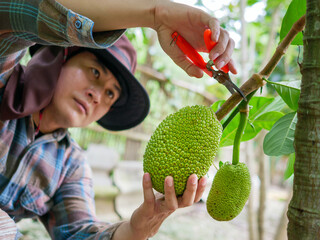 The hands of a farmer or fruit grower use pruning shears to cut the raw green Jackfruit from the ...