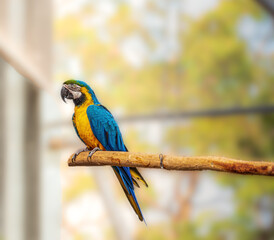 Blue And Gold Macaw