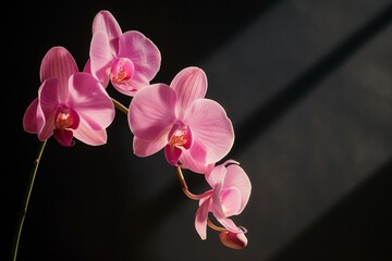 Close-up of a Pink Flower in a Vase