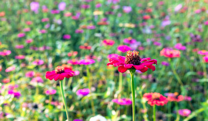 Beautiful purple gerbera flowers at cosmos field in moring sunlight. amazing of gerbera flower field landscape. nature gerbera flower  background.