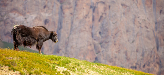 A herd of yaks graze in the mountains. Himalayan big yak in a beautiful landscape. Hairy cow cattle wild animal in nature in Tibet. Sunny summer day in the wild. Farm animal in Nepal and Tibet.