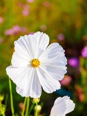 Close-up of beautiful white cosmos flowers at cosmos field in moring
