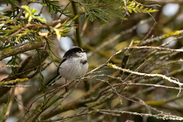 Mésange à longue queue, Aegithalos caudatus © Nomie
