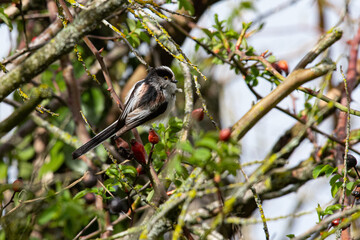 Mésange à longue queue, Aegithalos caudatus