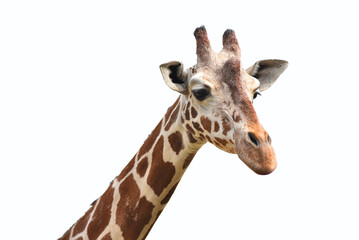Naklejka premium Portrait of giraffe head isolate on white background