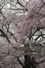 Obraz premium 綺麗に咲く満開の桜の木