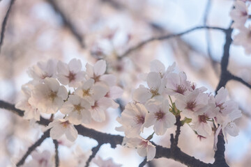 日本の春に咲いている桜の花
