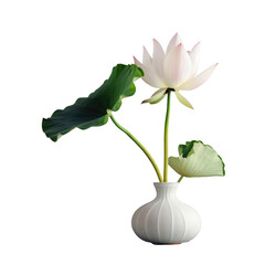 White lotus flower in white vase on transparent background, closeup view