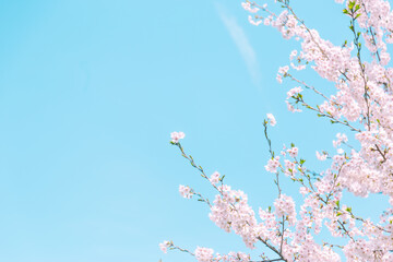 青空の下満開に咲いた桜の花
