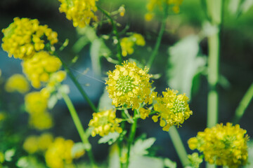 川沿いに生える可愛らしい菜の花