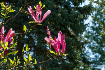 Beautiful blooming Magnolia Susan (Magnolia liliiflora x Magnolia stellata) with large pink flowers and buds in spring garden. Selective focus. Nature concept for design